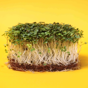 mustard white microgreens