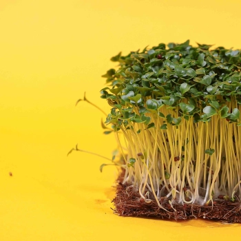 mustard black microgreens