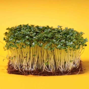 mustard black microgreens on coconut mat