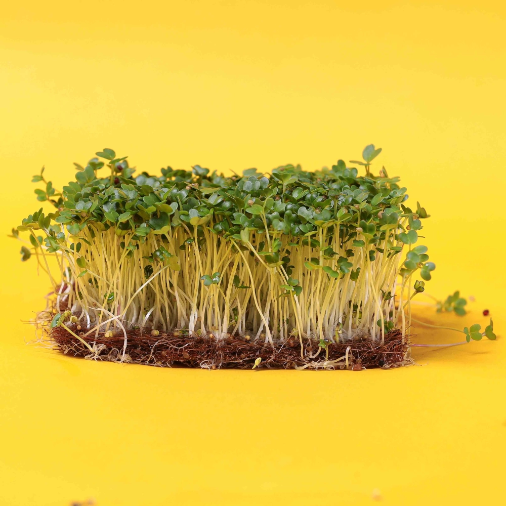 mustard chinese B microgreens