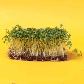 mustard chinese B microgreens