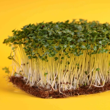 mustard chinese B microgreens yellow background