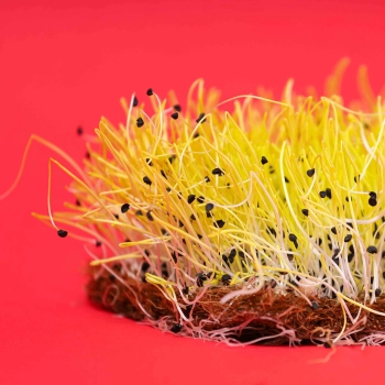 Onion Yellow Microgreens
