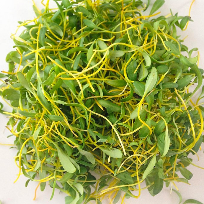 Beet Yellow microgreens harvested