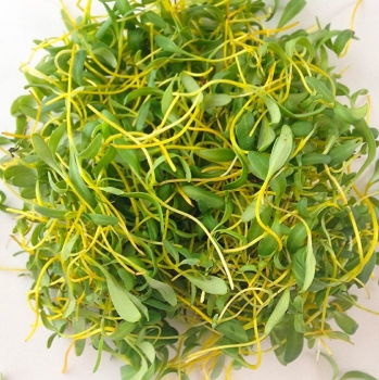 Beet Yellow microgreens harvested