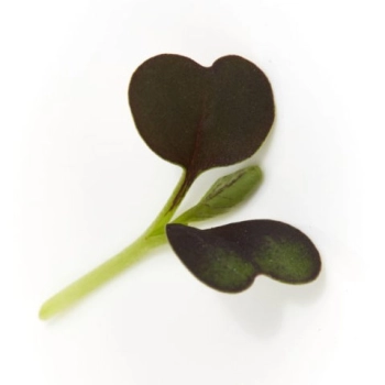 PakChoi Red microgreens leaves