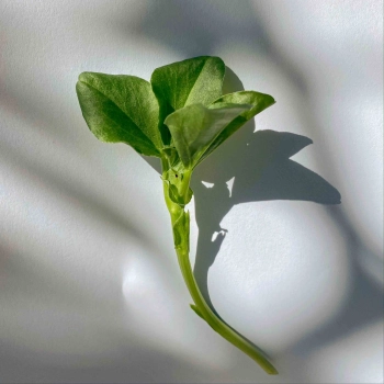 Fava Bean micro green