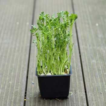 Chickpea microgreens in black pot