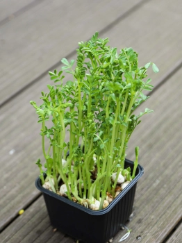 Chickpea microgreens