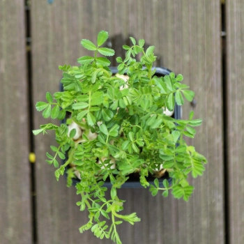 Chickpea microgreens leaves