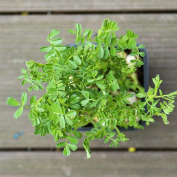 Chickpea microgreens