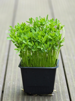 Lentis, Red microgreens in a pot