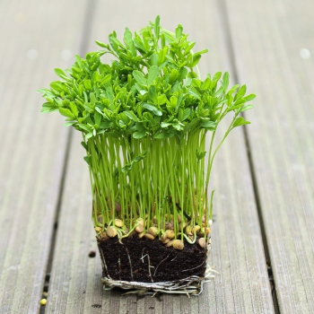 Lentis, Red microgreens