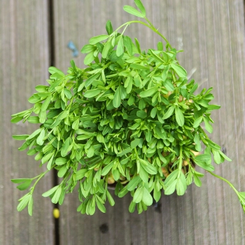 Lentis, Red microgreens leaves