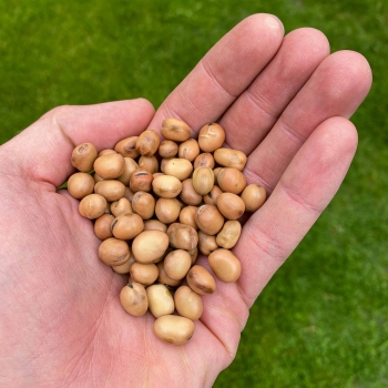 Fava Bean seeds