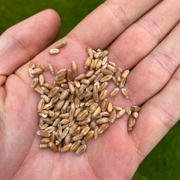 Wheatgrass seeds