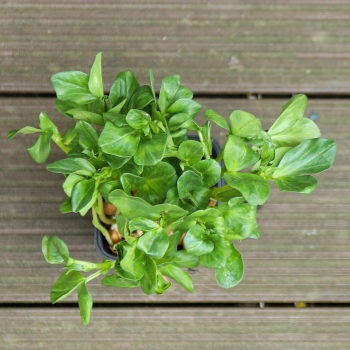 Fava Bean microgreens