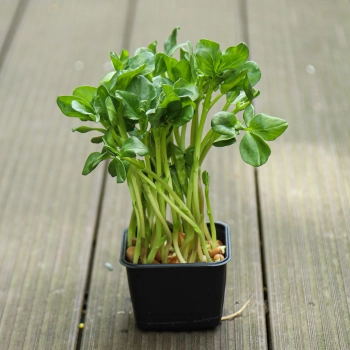 Fava  Bean micro-greens in pot