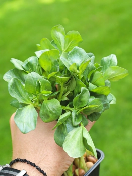 Fava bean microgreen