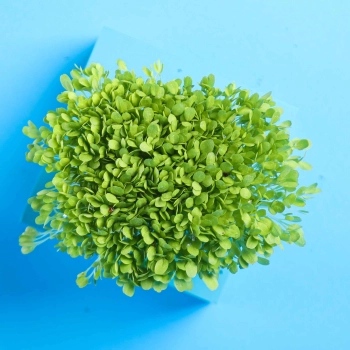 lettuce crisp microgreens leaves