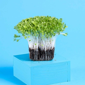 lettuce microgreens side view