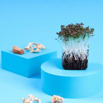 microgreens of mustard radd