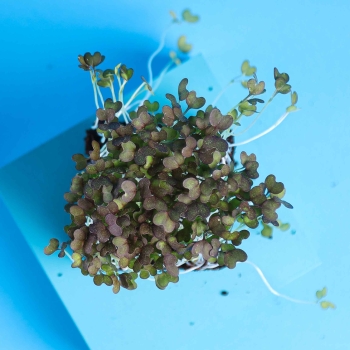 mustard radd microgrens leaves from above