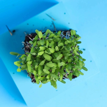 Tagette Pink Microgreens from top