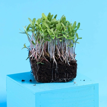 Tagette Pink Microgreens with roots