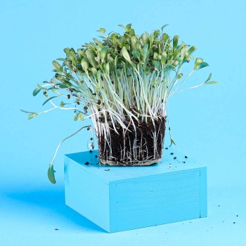 fenugreek microgreens with roots