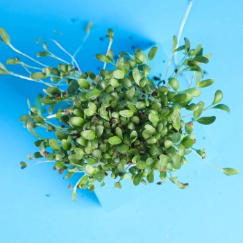 fenugreek microgreens leaves