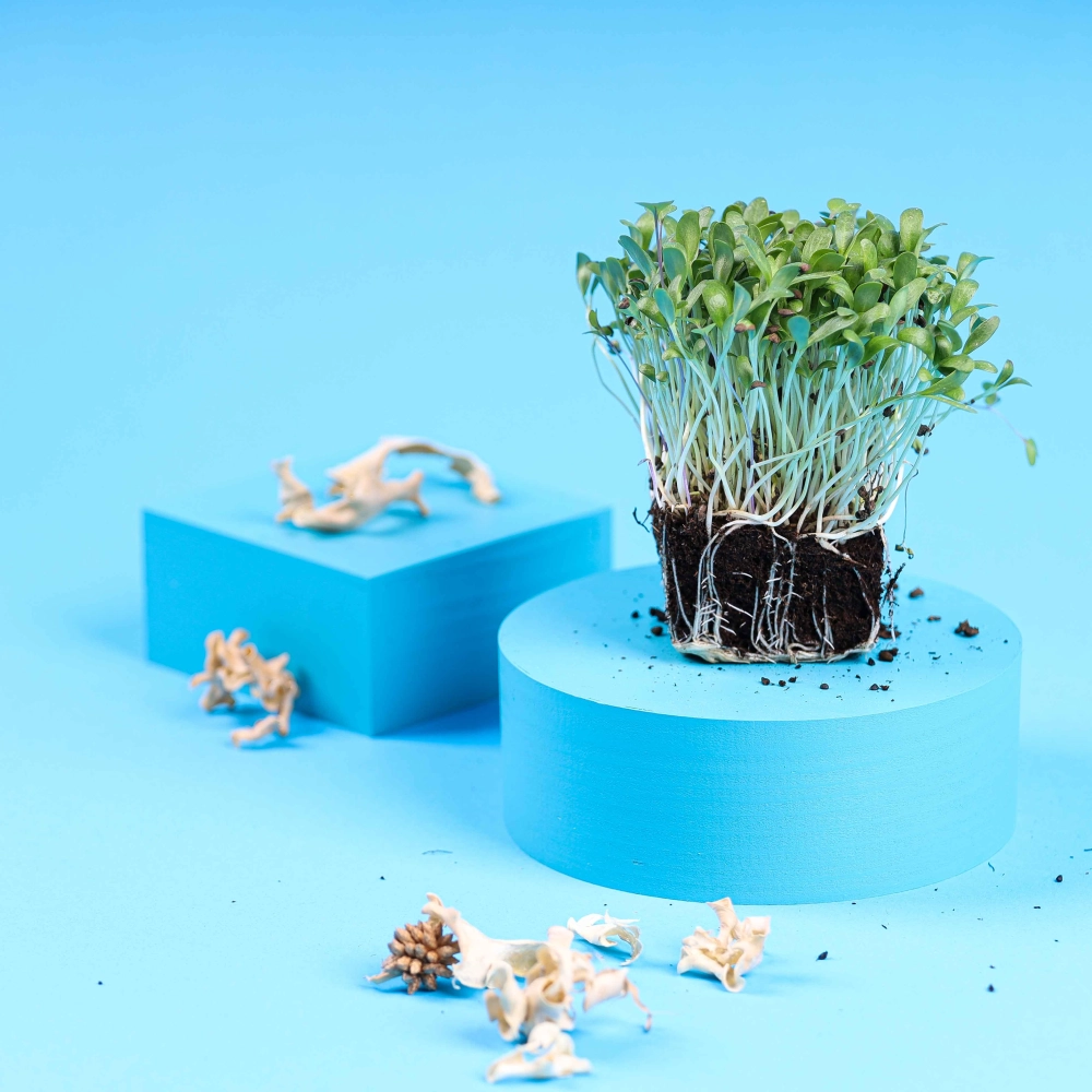 fenugreek microgreens