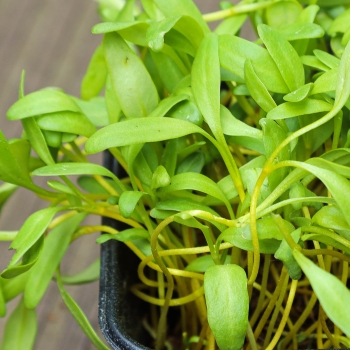 Beet Yellow microgreens