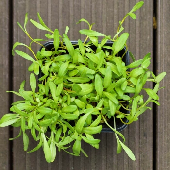 Beet, yellow microgreens from above