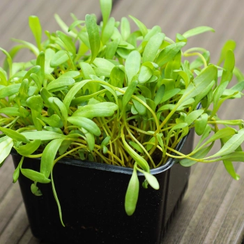 Beet yellow microgreens in pot