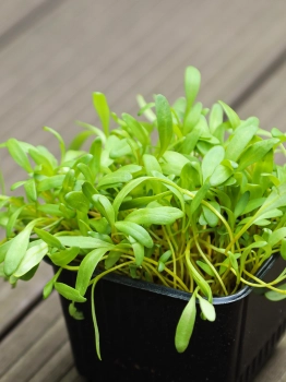 Beet, Yellow microgreens