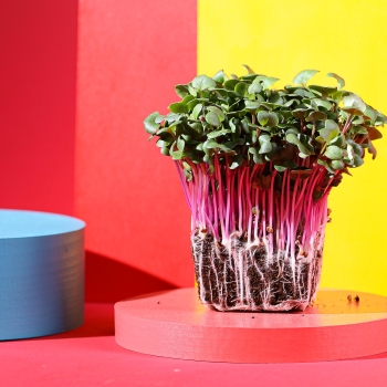radish rose microgreens
