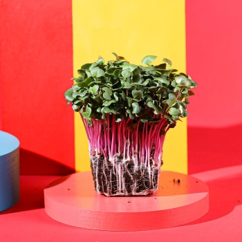 radish rose micro-greens