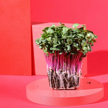 radish rose stem microgreens
