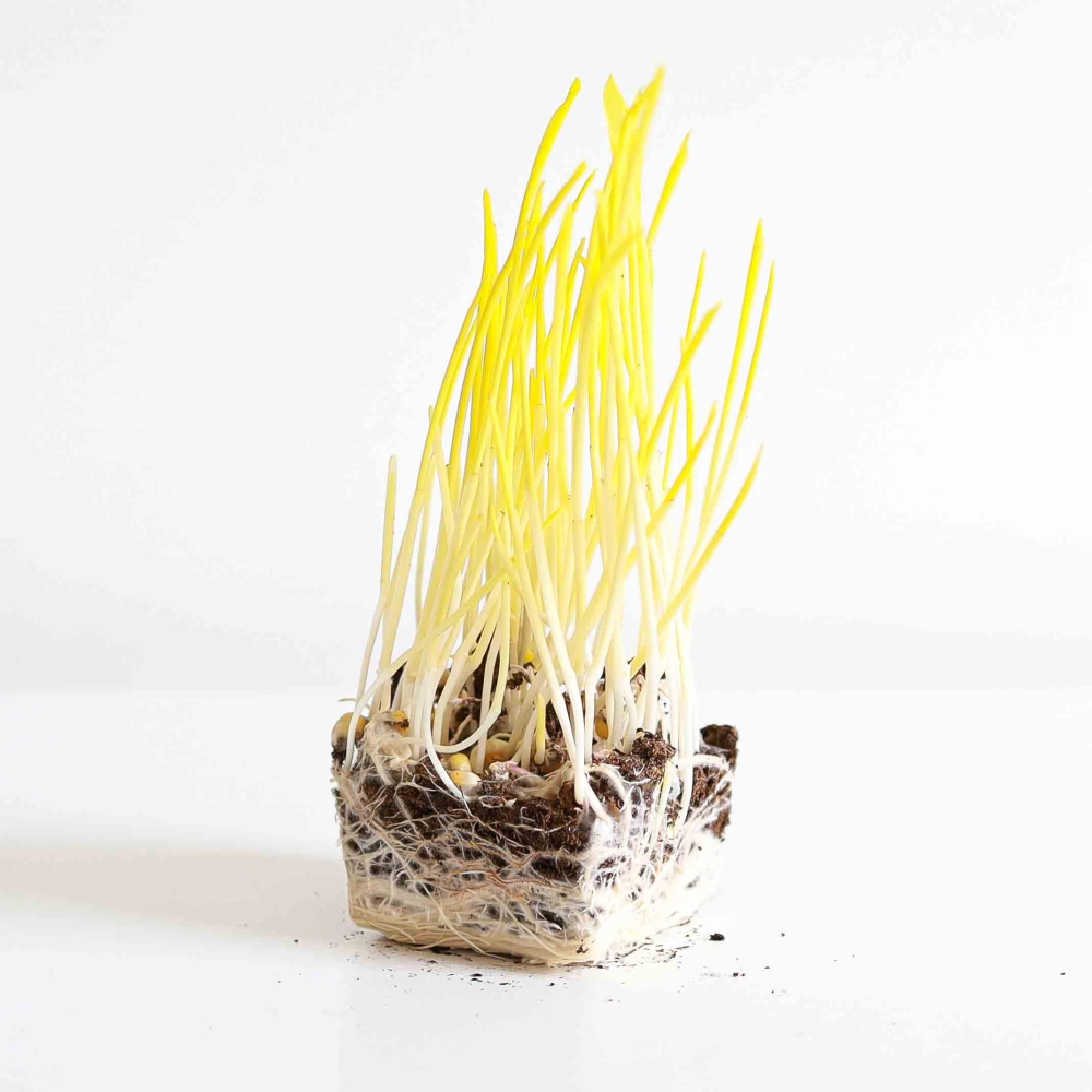 Pop Corn microgreens.jpg