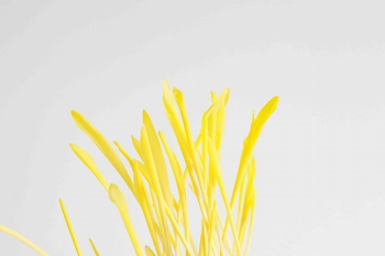 Corn microgreens.jpg