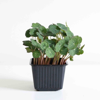 Nasturtium India microgreens.jpg