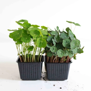 Nasturtium India and TomThumb comparison.jpg
