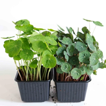 Nasturtium India and TomThumb comparison.jpg