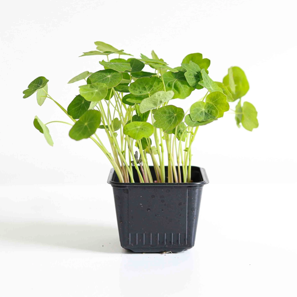 Nasturtium TomThumb-5568.jpg