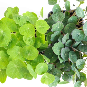 Nasturtium TomThumb & Empress of India comparison