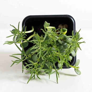 Lupine Microgreens-5580.jpg