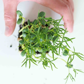 Lupine Microgreens-5689.jpg
