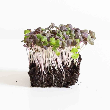 Basil Red Microgreens with roots