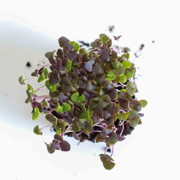 Basil Red Microgreens leaves